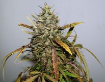 Narkush