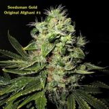 Original Afghani#1