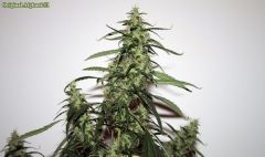 Original Afghani#1