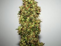 Original Afghani#1