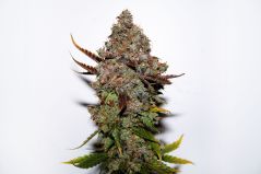 Original Skunk#1