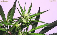 Sugar Haze