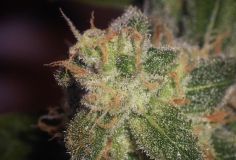 Sugar Haze