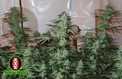 AK-47