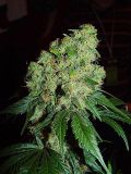 Bubble Gum