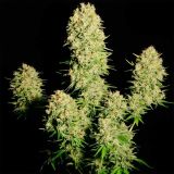 Chronic