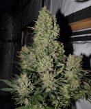 Chronic