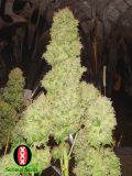White Russian