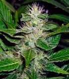 White Russian
