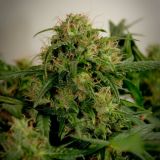 Blue Himalaya
