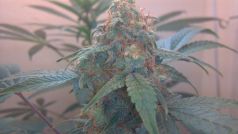 Himalaya Blue Diesel