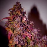 Himalaya Blue Diesel