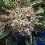Burmese Kush
