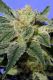 Kushage