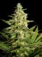 Auto White Widow
