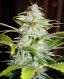 Automatic Hindu Kush