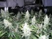White Widow