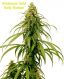 Early Durban
