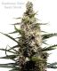 Swazi Skunk