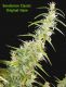 Original Haze