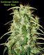 Skunk Haze