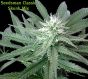 Skunk mix