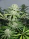 Cannalope Haze