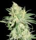 HitMan OG