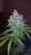Kandy Kush x Skunk