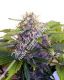 Purple Jems