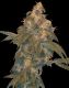 Super Lemon OG