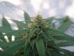 Haze #1