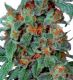 Orange Bud