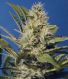 Chocolate Chunk