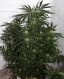 Early Skunk Haze