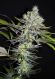 CBD Sweet n Sour Widow