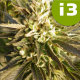 i3 Citrus Smoothie
