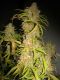 NL5 x Afghan