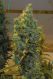 NL5 x Haze