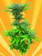 Crystal Dwarf Auto