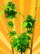 Little Stilton Auto