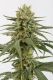 Amnesia Haze