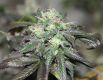 Purple Buddha
