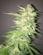 SoCal Masterkush