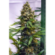 Apollo 13 Sativa